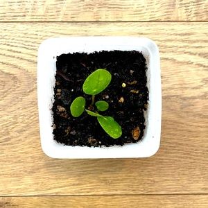 🌱  baby pilea / chinese plant with pot and saucer